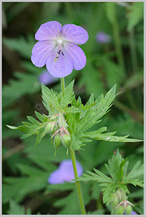 Wiesen-Storchschnabel (f)