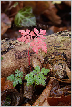 Stinkender Storchschnabel 