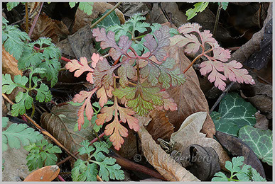 Stinkender Storchschnabel 