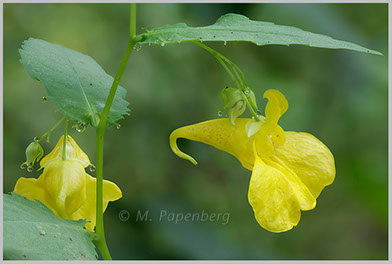 Kleines Springkraut