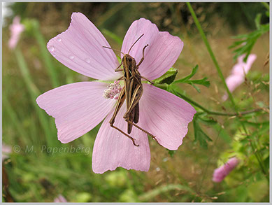 Grashüpfer auf Moschus-Malve