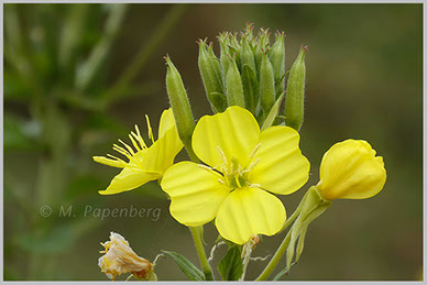 Nachtkerze, Blüten und Knospen (f)