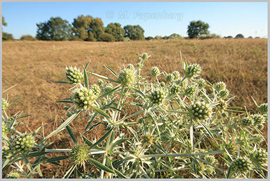 Feld-Mannstreu