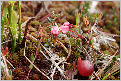 Moosbeere in einem Oberharzer Hochmoor (f)