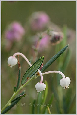 Rosmarinheide