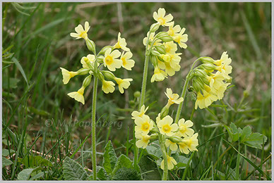 Hohe Schlüsselblume