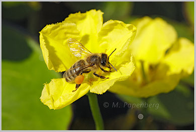 Honigbiene besucht Seekanne