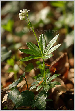 Waldmeister