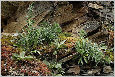 Natternkopf & Co im Weinberg