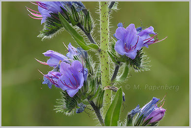 Natternkopf-Blüten (f)