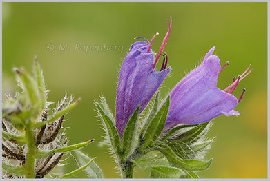 Natternkopf-Blüten (f)