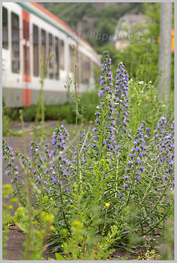 Natternkopf macht den Bahnhof Braubach (Rhein) wild