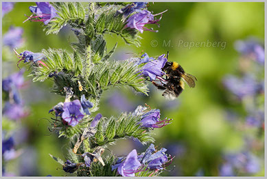 Natternkopf mit Erdhummel