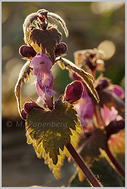 Rote Taubnessel