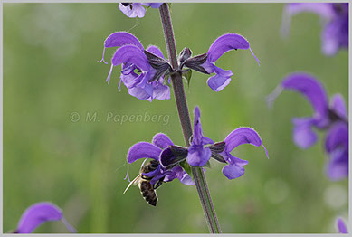 Wiesen-Salbe mit Bienen-Besuch