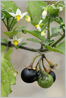 Schwarzer Nachtschatten (f)