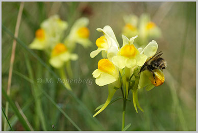 Frauenflachs mit Hummelbesuch