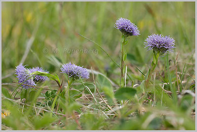 Kugelblumen auf einem Trockenrasen in der Kalkeifel  (f)