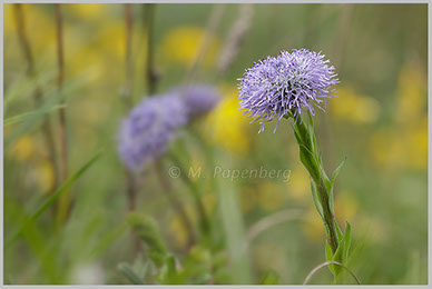 Kugelblume (f)