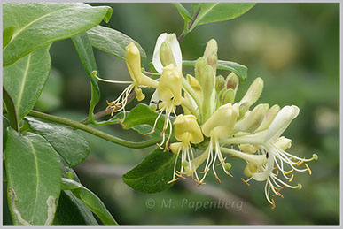 Geißblatt, Wald- ; lonicera periclymenum