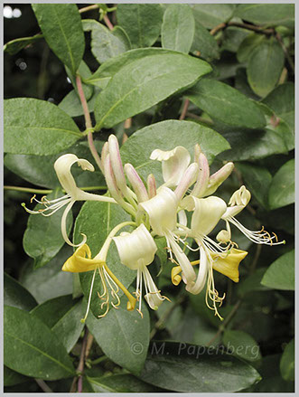 Geißblatt, Wald- ; lonicera periclymenum