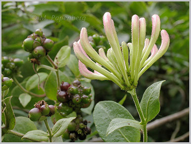 Geißblatt, Wald- ; lonicera periclymenum