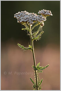 Schafgarbe im Abendlicht (f)