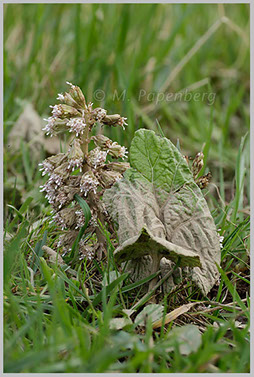 Pestwurz - Blatt mit Schlamm-Marke vom Hochwasser, Ahrufer (f)