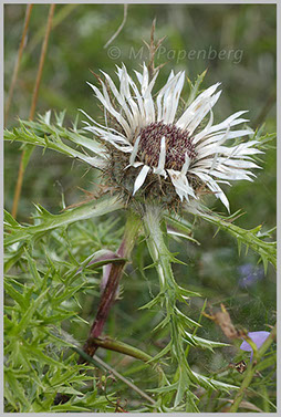 Silberdistel (f)