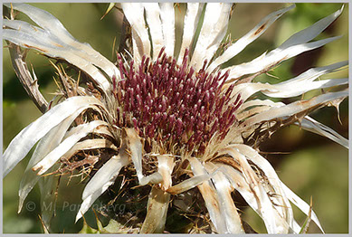 Silberdistel (f)