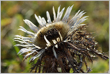 Silberdistel (f)