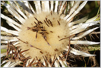 Silberdistel - verblüht