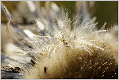 Silberdistel - reife Samen