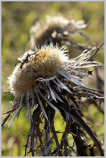 Silberdistel