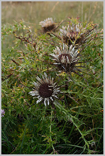 Silberdistel