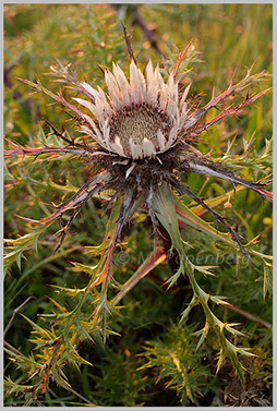 Silberdistel