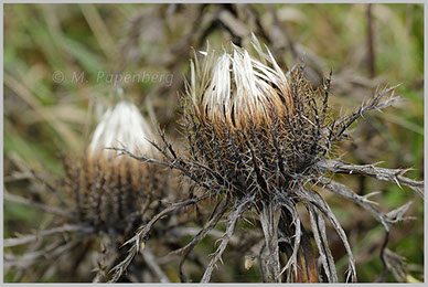 Silberdistel bei feuchtem Wetter (f)