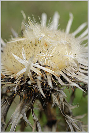 Silberdistel mit Samen (f)