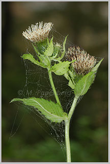 Kohl-Kratzdistel