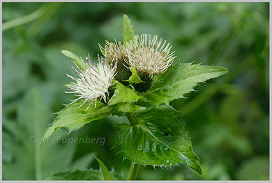 Kohl-Kratzdistel, regennass