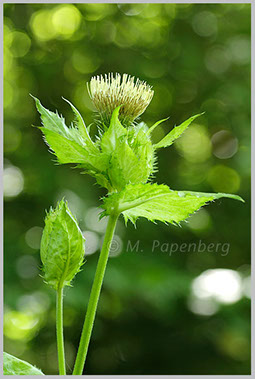 Kohl-Kratzdistel 