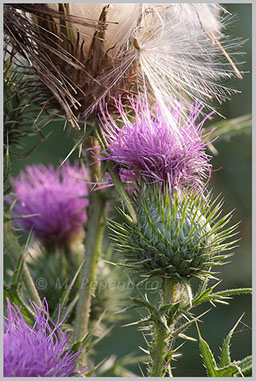 Kratzdistel (f)