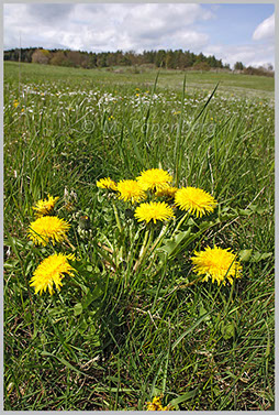 Kuhblume (Löwenzahn)