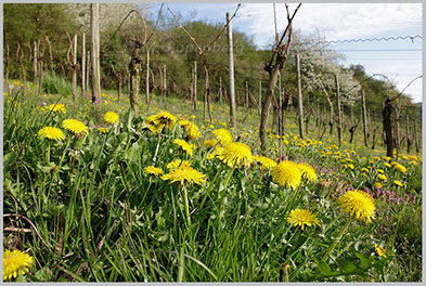 Kuhblumen im Weinberg, Ahrtal