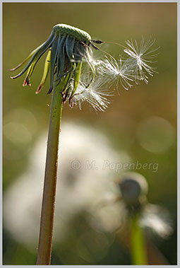 Pusteblume