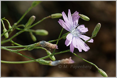 Blauer Lattich (f)