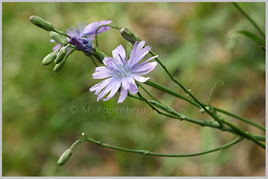 Blauer Lattich (f)