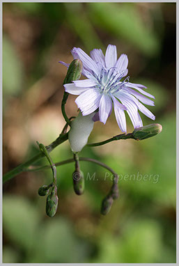 Blauer Lattich mit Kuckucksspucke