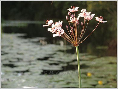 Schwanenblume am Altarmufer