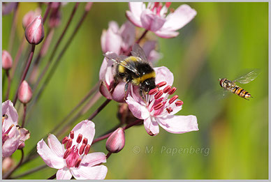 Schwanenblume mit Blütenbesuchern